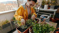 Container gardening on a balcony